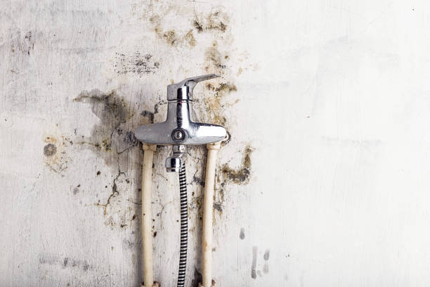 Best Mold Removal Company Near Me  in Upper Pohatcong, NJ