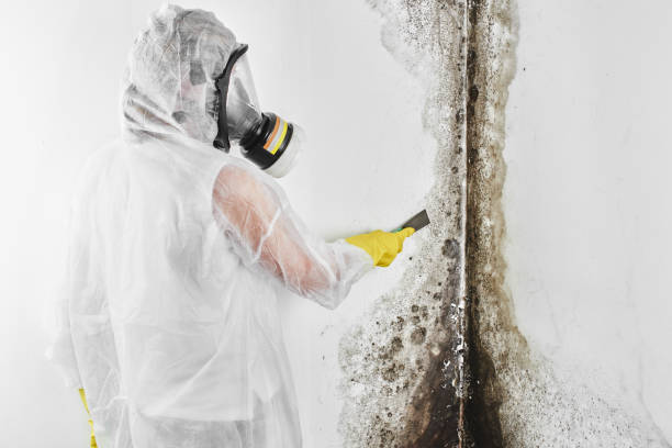 Best Certified Mold Removal  in Upper Pohatcong, NJ