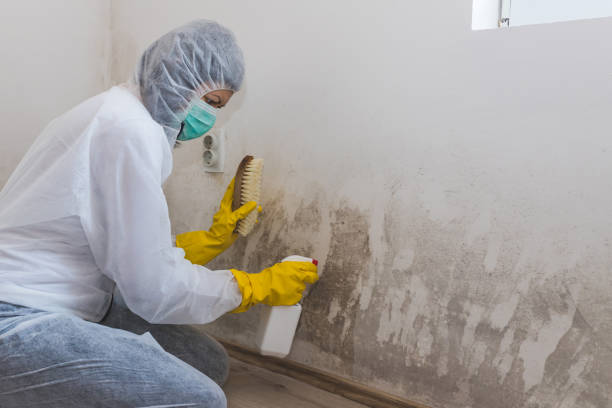 Best Mold Damage Repair  in Upper Pohatcong, NJ