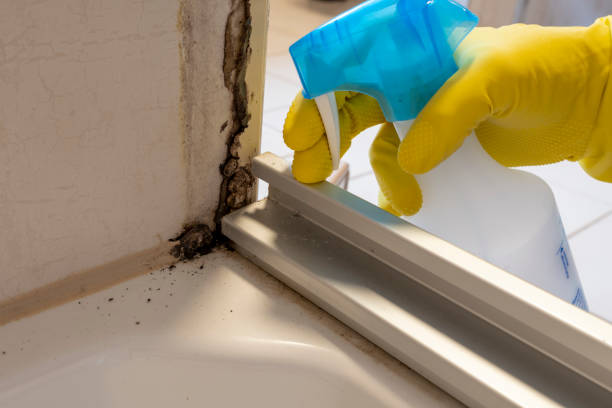 Best Crawl Space Mold Removal  in Upper Pohatcong, NJ