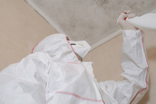 Attic Mold Removal in Upper Pohatcong, NJ