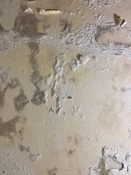 Best Best Mold Removal Companies  in Upper Pohatcong, NJ