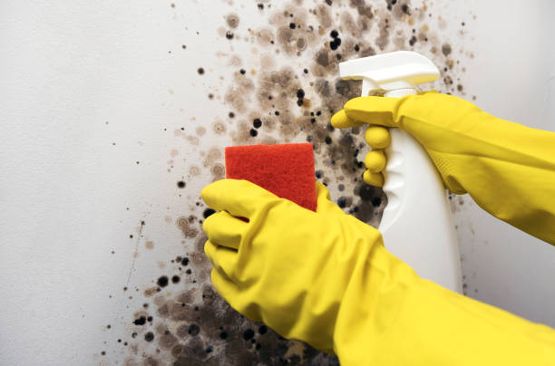 Best Fast Mold Removal  in Upper Pohatcong, NJ
