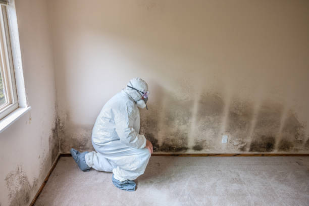 Best Mold Remediation  in Upper Pohatcong, NJ