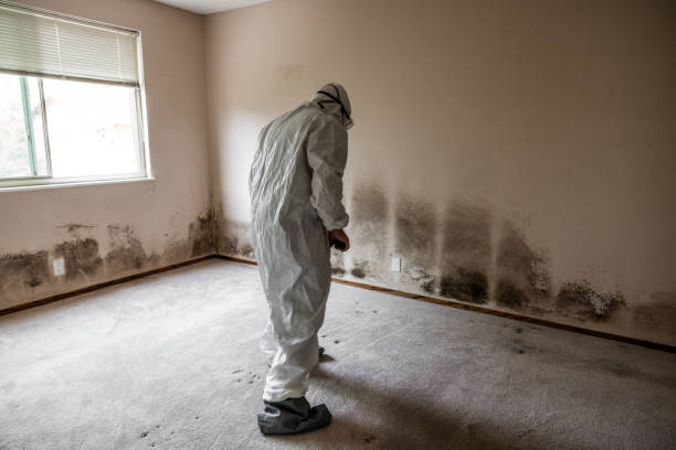 Best Black Mold Removal  in Upper Pohatcong, NJ
