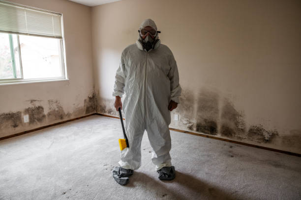 Trusted Upper Pohatcong, NJ Mold Removal Experts