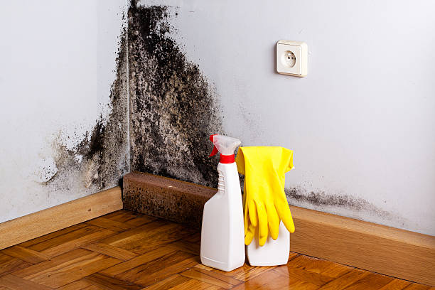 Best Mold Remediation Services  in Upper Pohatcong, NJ