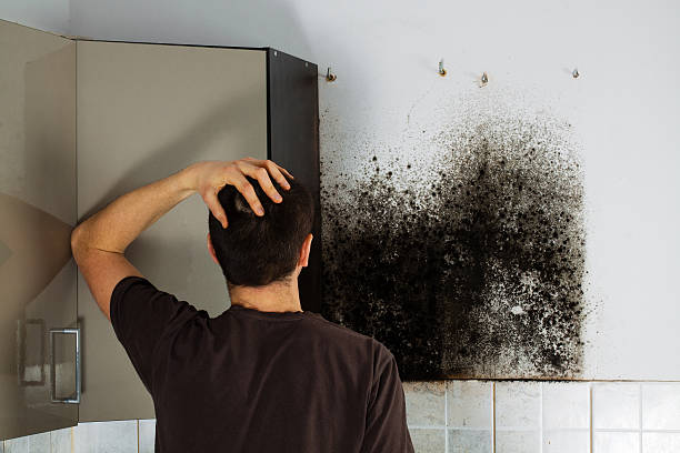 Best Mold Testing  in Upper Pohatcong, NJ