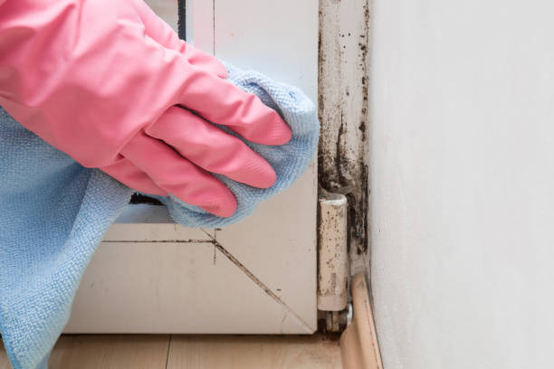 Best Toxic Mold Removal  in Upper Pohatcong, NJ