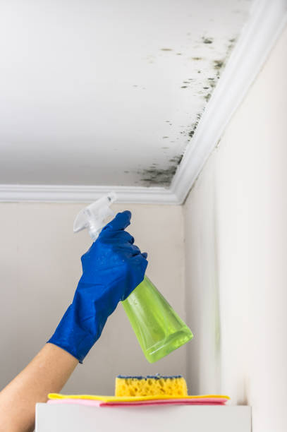 Best Mold Remediation Services  in Upper Pohatcong, NJ